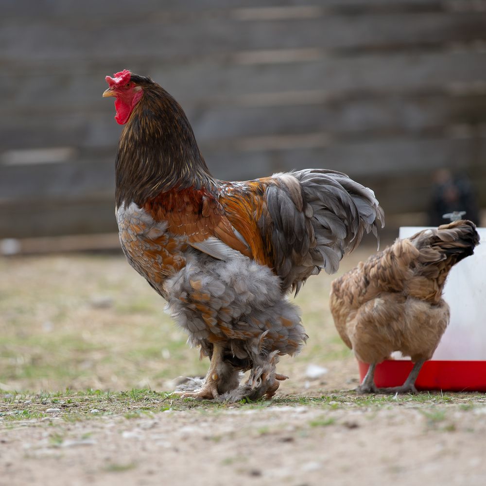 Photograph by Kovaleva Irina