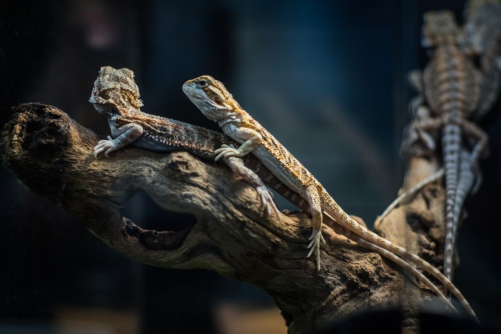 Photograph by Денис Винокуров