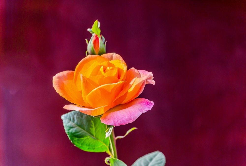 Photograph by Valery Kleymenov