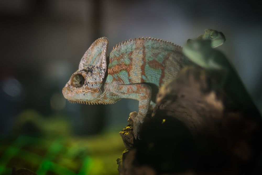 Photograph by Денис Винокуров