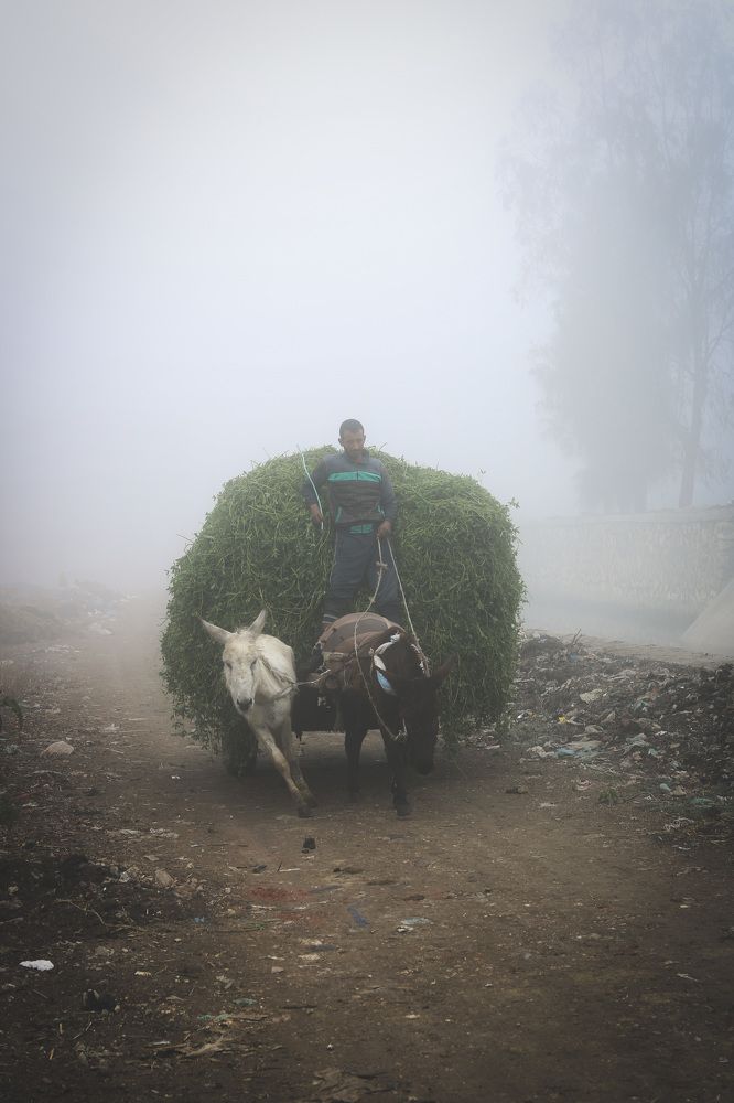 Photograph by Mohamed Karam