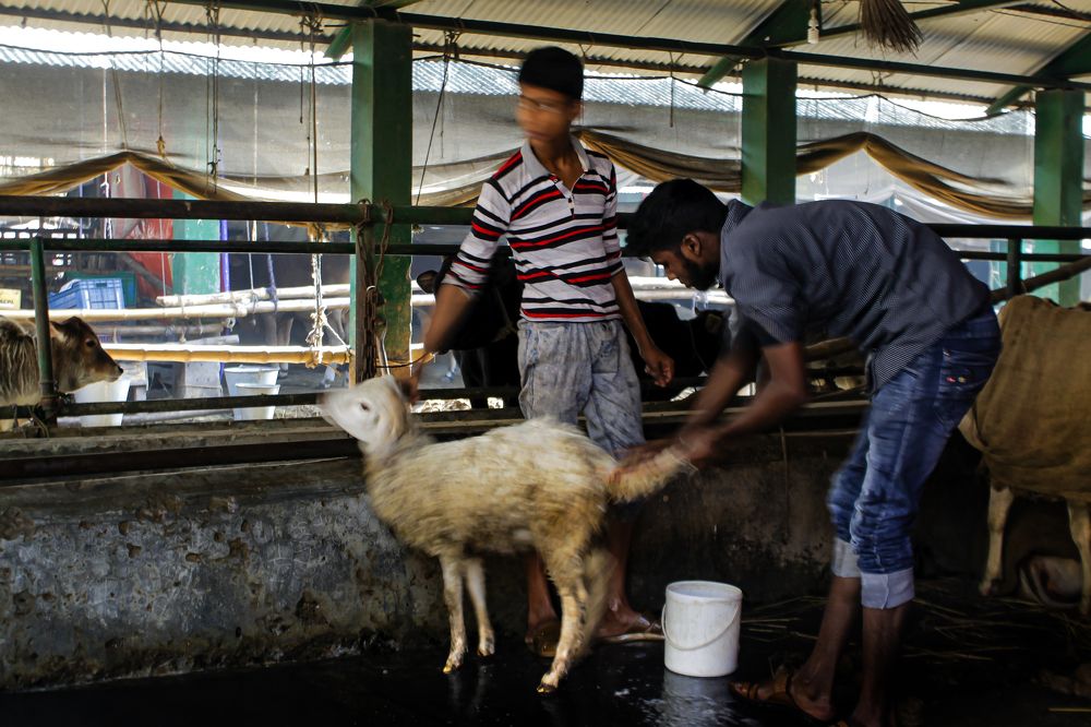 Фотография автора Soumyak Saha Dhrubo