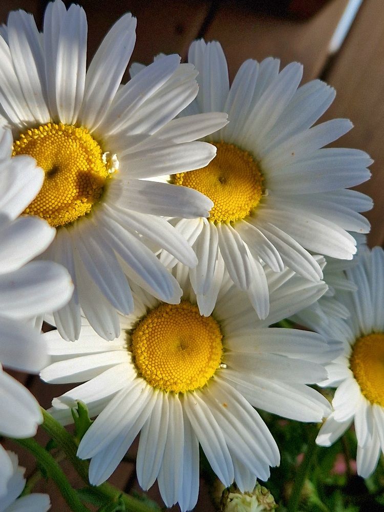 Photograph by Irina Ebral