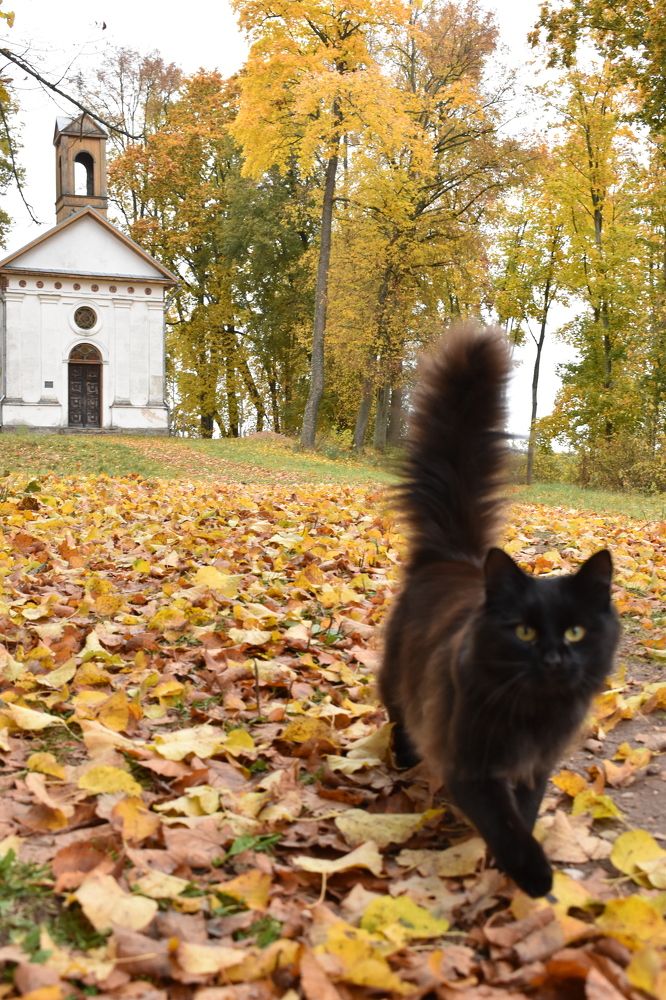 Фотография автора Catherine Shashkova