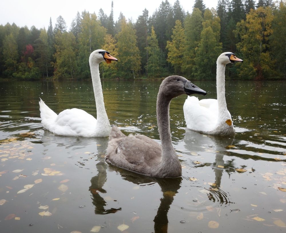 Photograph by Василий Селиванов