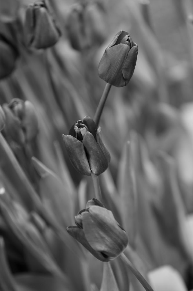 Photograph by Унку Юрий