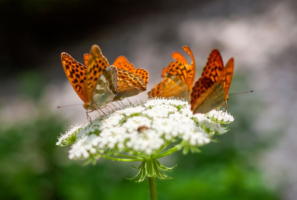 Photograph by Роман Приходько