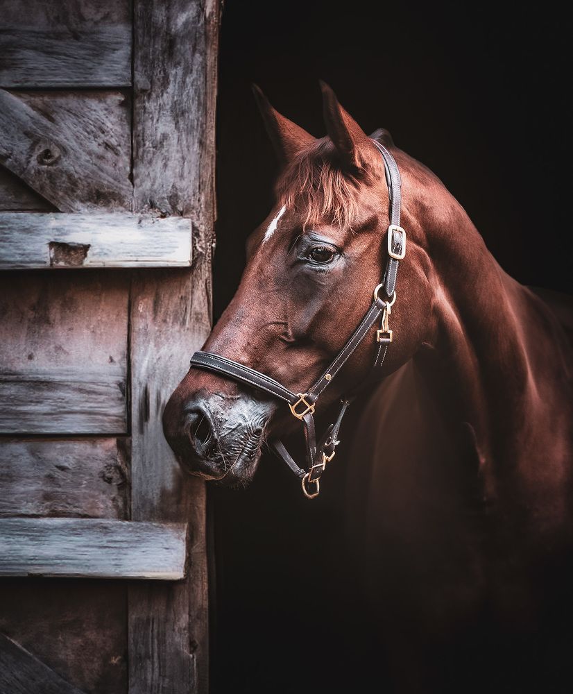 Photograph by Karin Netterblad Netterblad