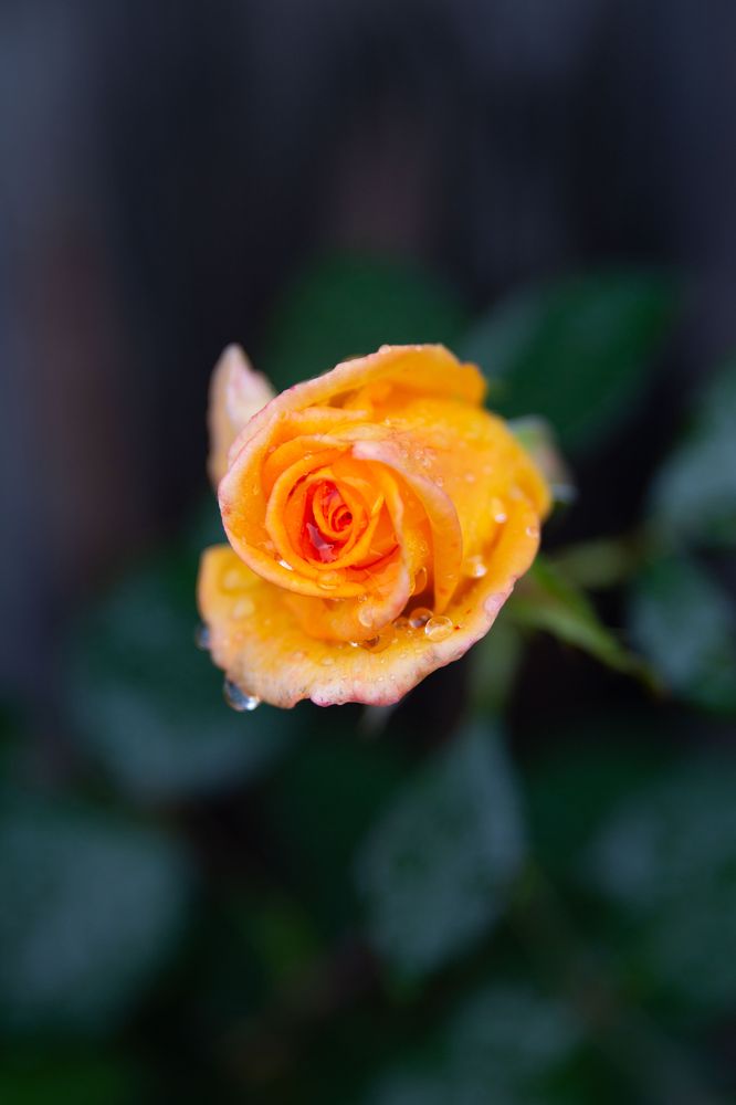 Photograph by Наталья