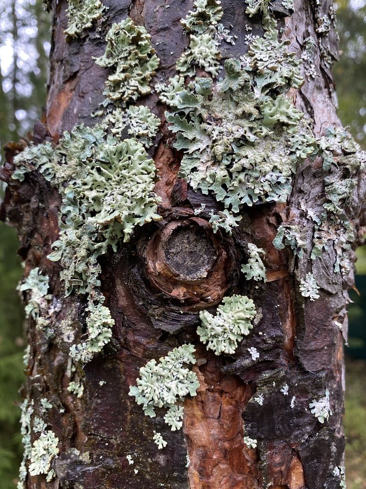 Photograph by Виктория Лаур