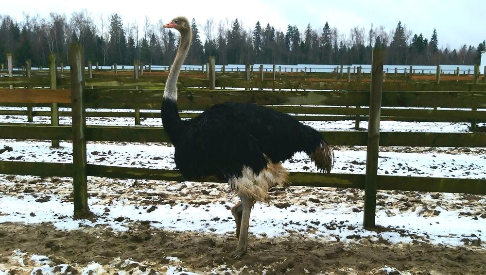 Фотография автора Сергей Можаев