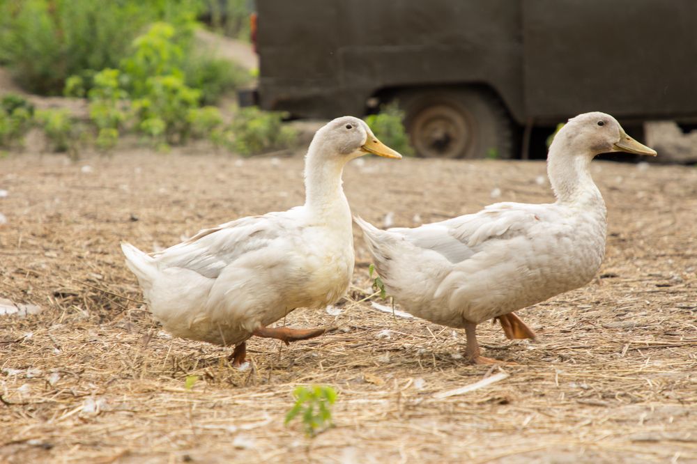 Photograph by Елена Кондратьева