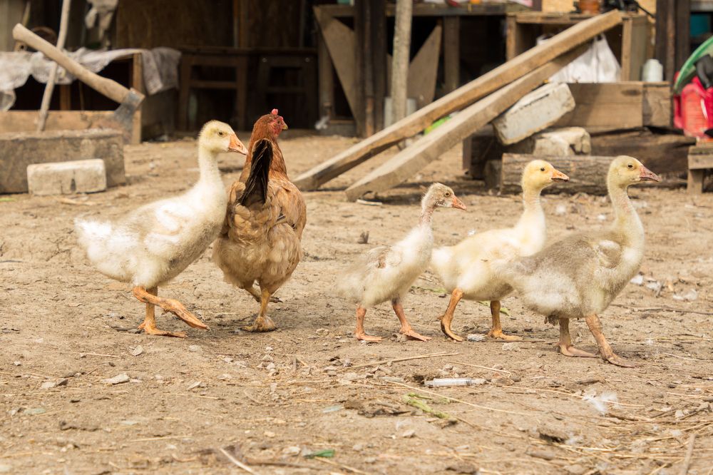 Photograph by Елена Кондратьева