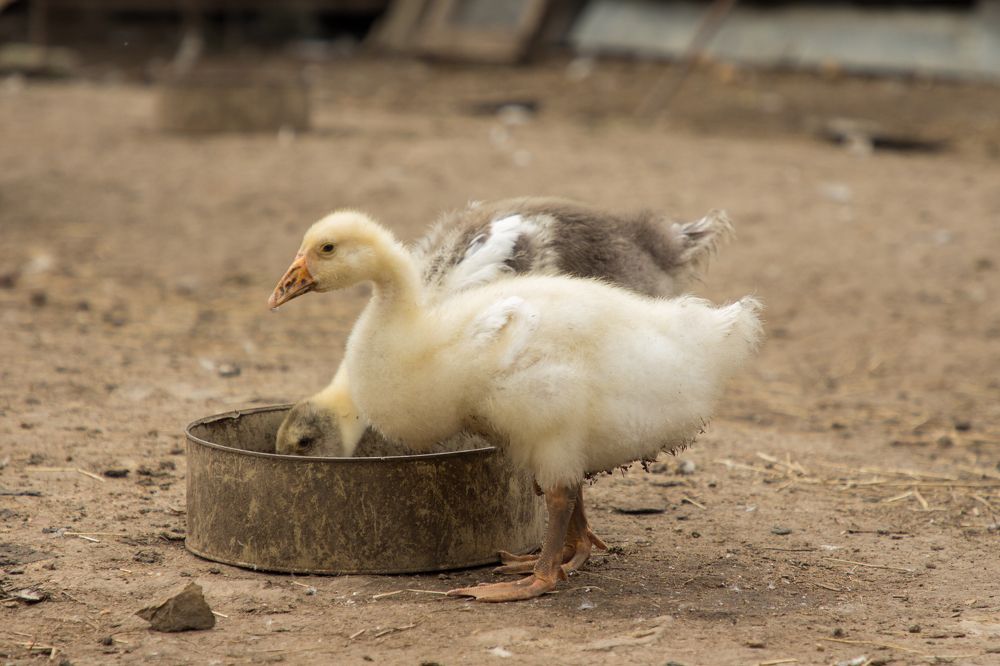 Photograph by Елена Кондратьева