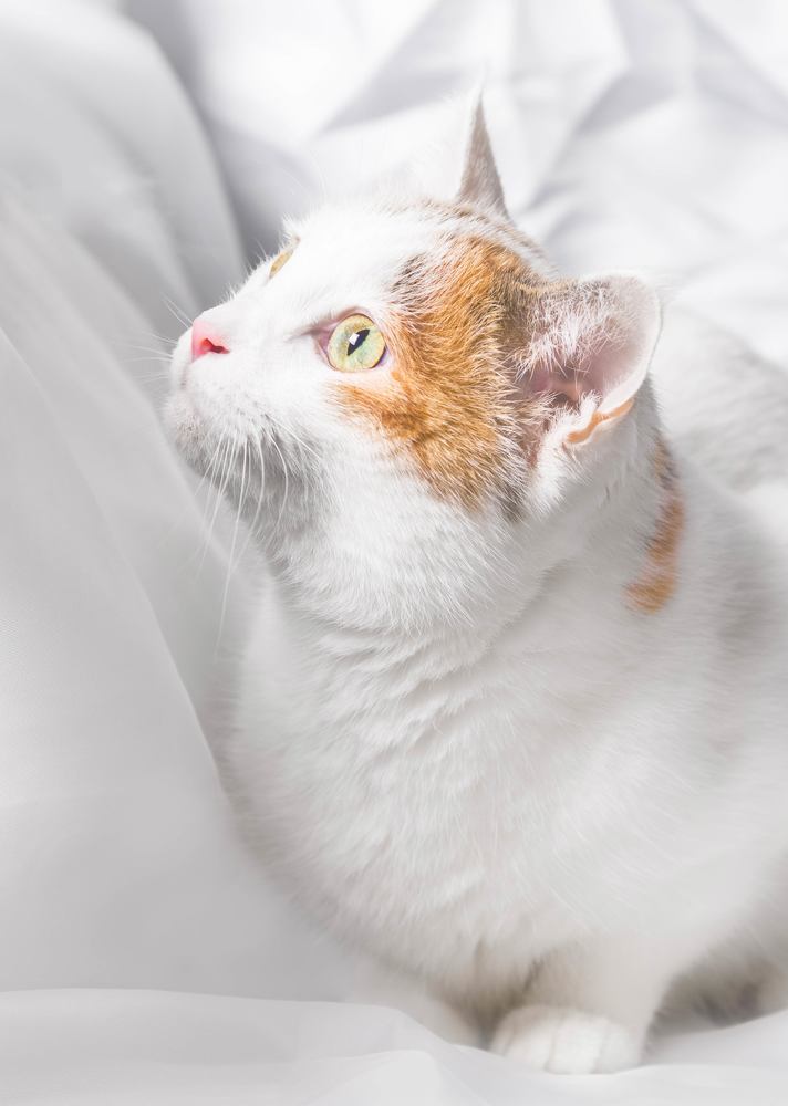 Photograph by Iman Barin