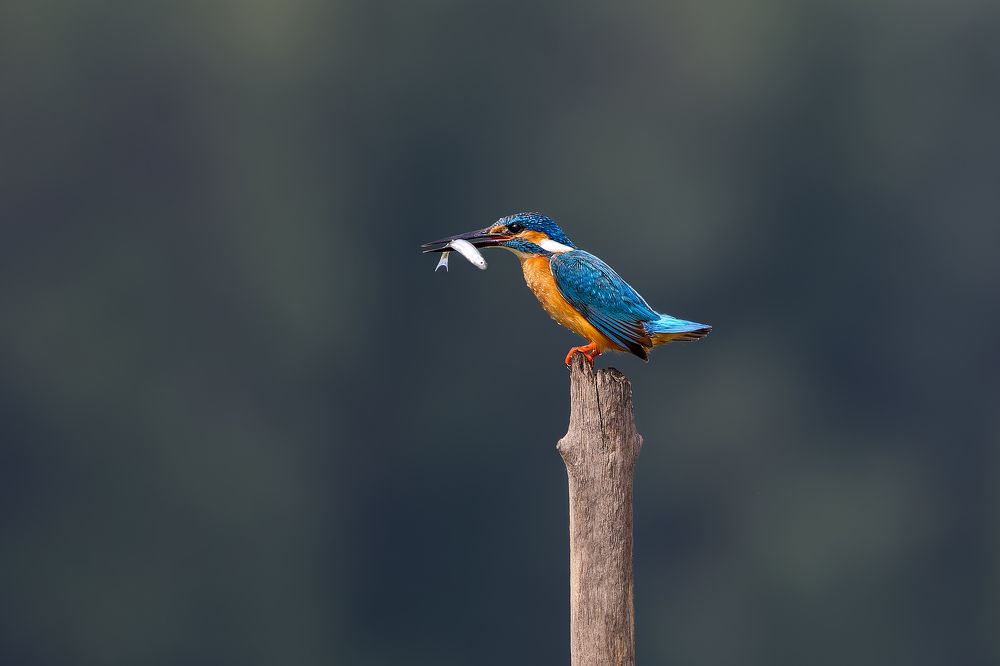 Photograph by Александр Перегудов