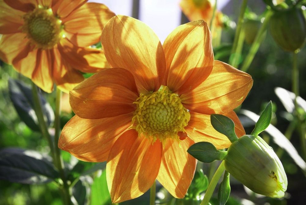 Фотография автора Татьяна Добровольская