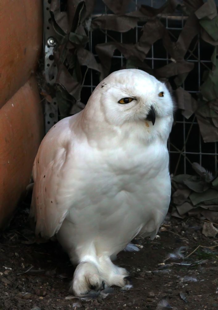 Photograph by Глеб Кузьминых