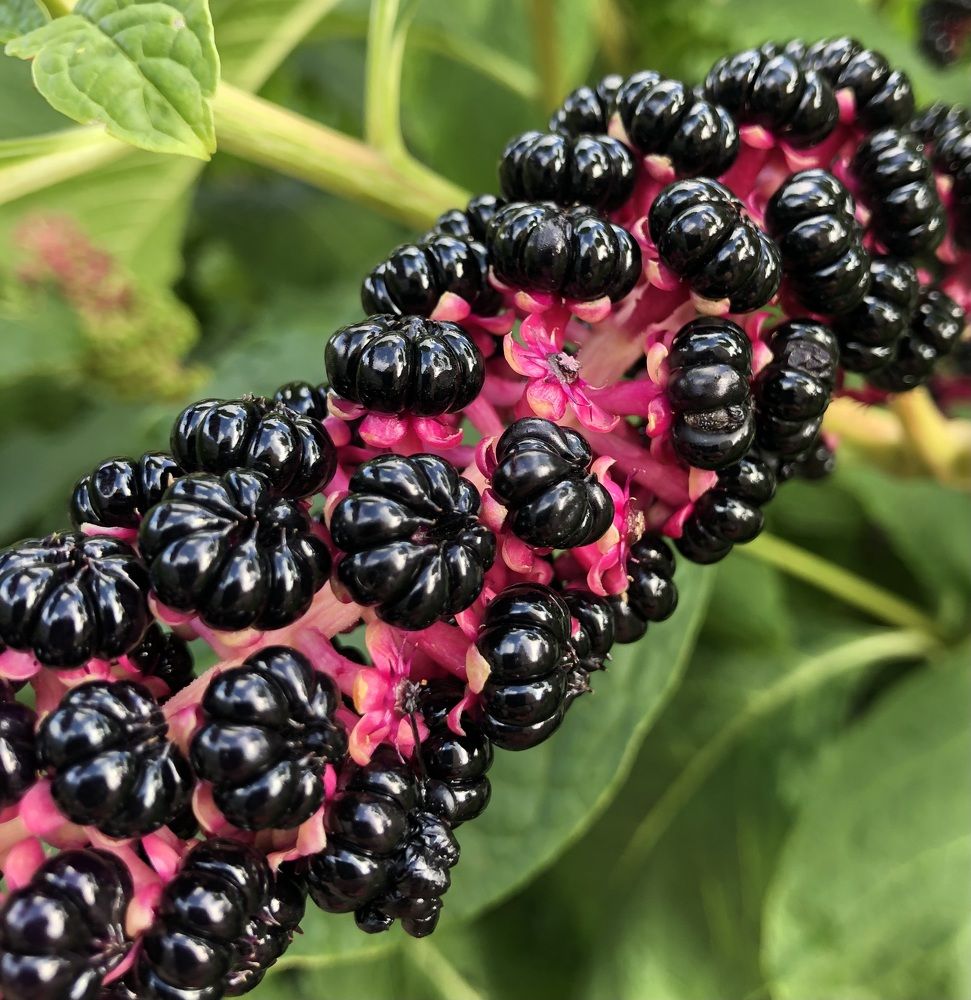 Photograph by Мария Бессмертная