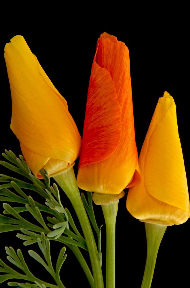 Photograph by Наталья Соколова