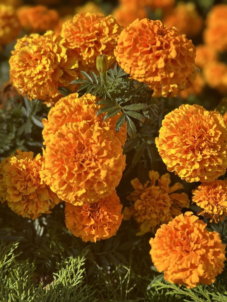 Photograph by Лариса Акинчиц