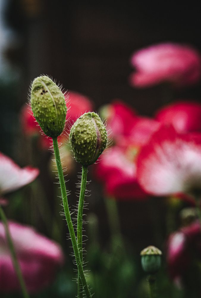 Photograph by Юлия Соболева