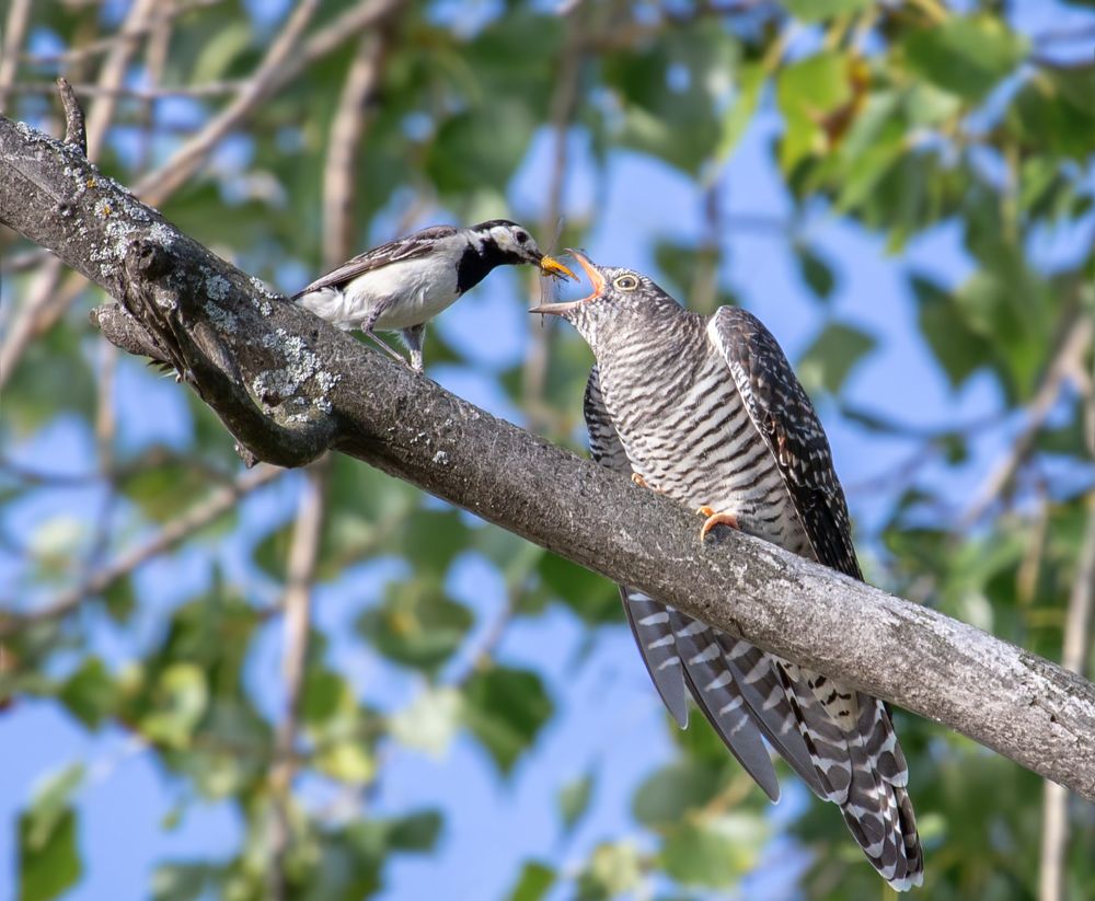 Вот такое вот потомство...