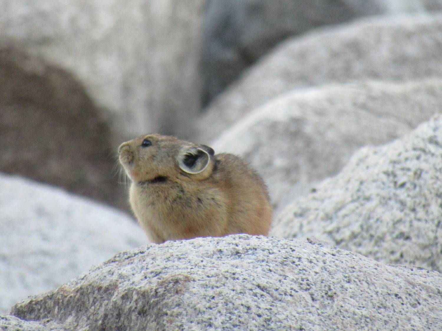 Photo #9556197