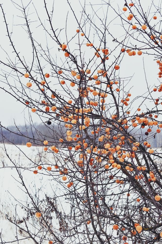 Фотография автора Catherine Shashkova