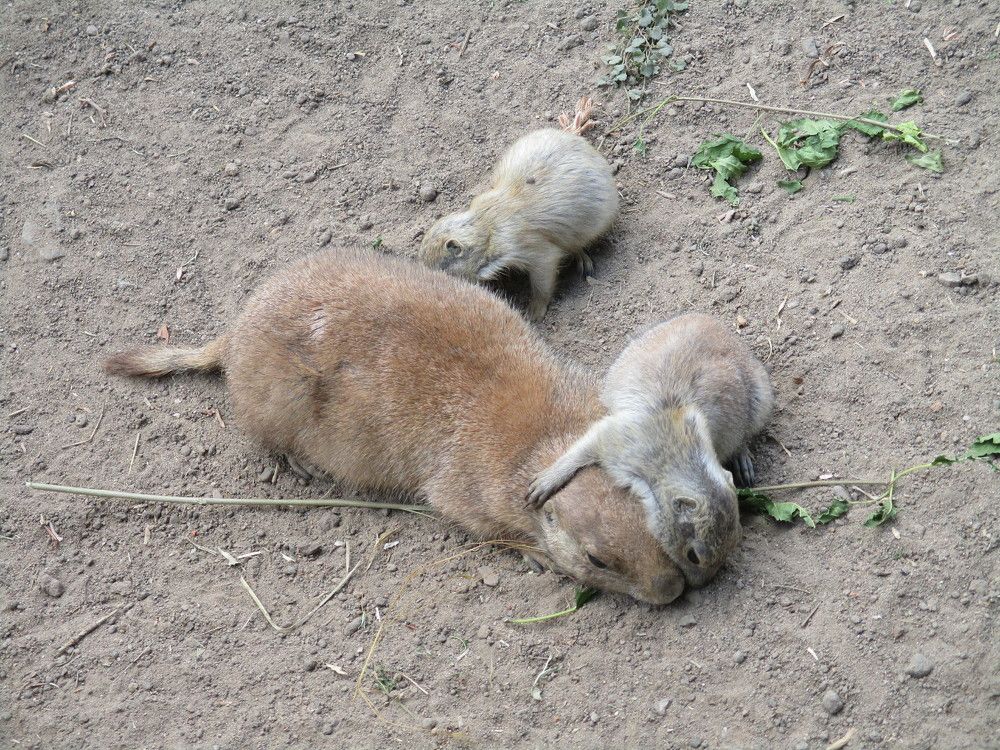 Фотография автора Lizuza