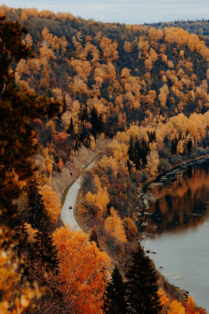 Road in autumn forest