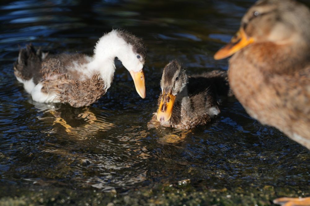 Photograph by Ольга Рачилова