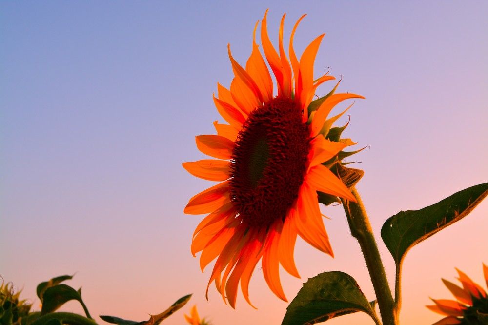 Фотография автора Михаил Лупина