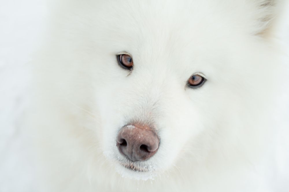 Фотография автора Анна Переверзева