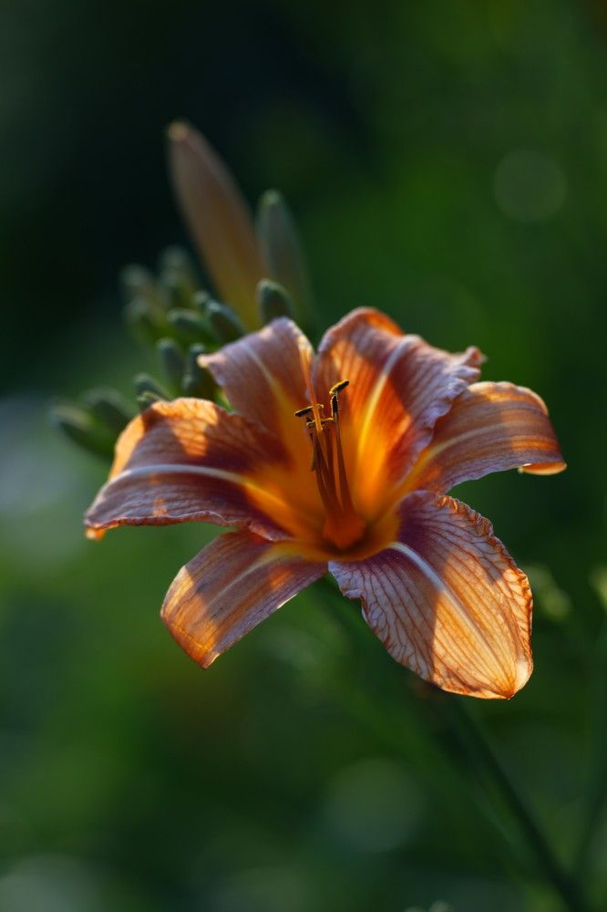 Photograph by Ольга Рачилова