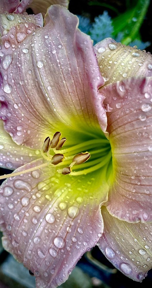 Photograph by Светлана Хохлова