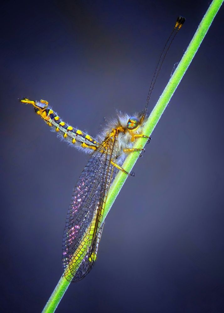 Photograph by Amin Ghaffarian