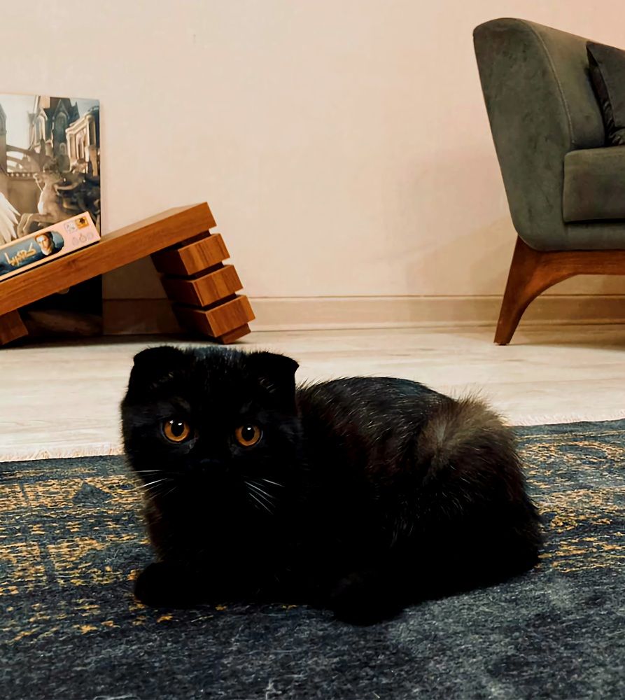 Photograph by Babak Akvan