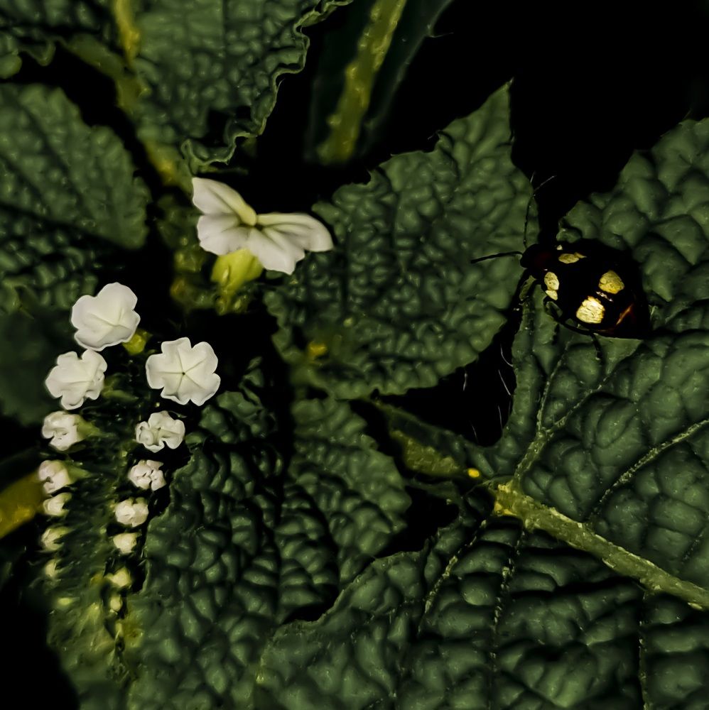 Photograph by Ankit Bhattacherjee