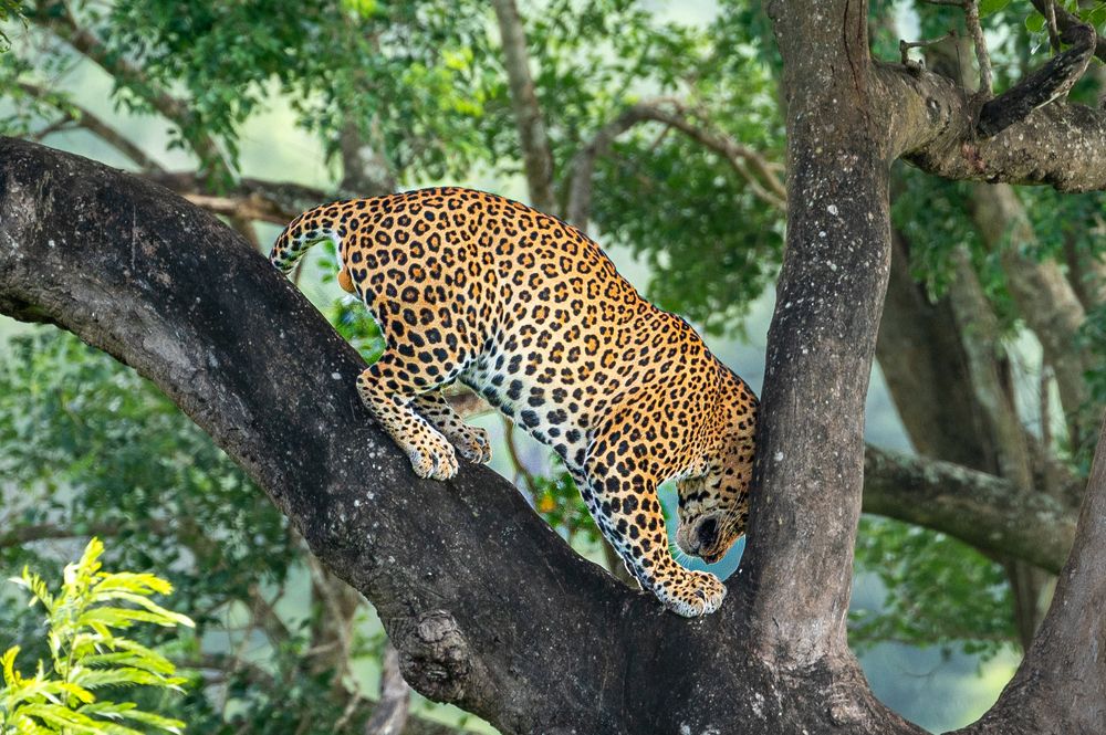 Photograph by Pranav Pula