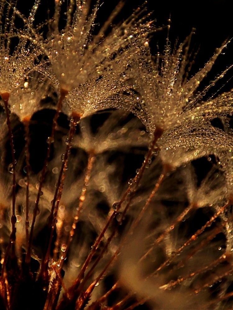 Фотография автора Таня Долгушева