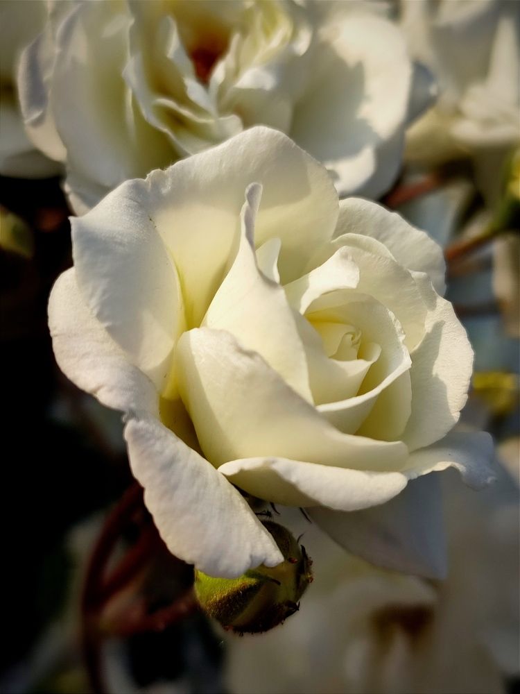 Фотография автора Таня Долгушева