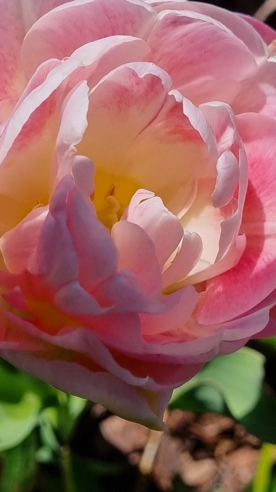 Photograph by Elena Tamošauskaite