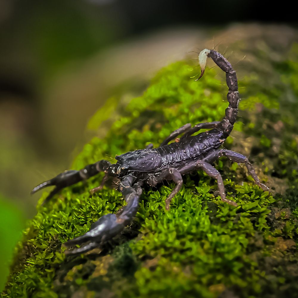 Scorpion ( juvenile )