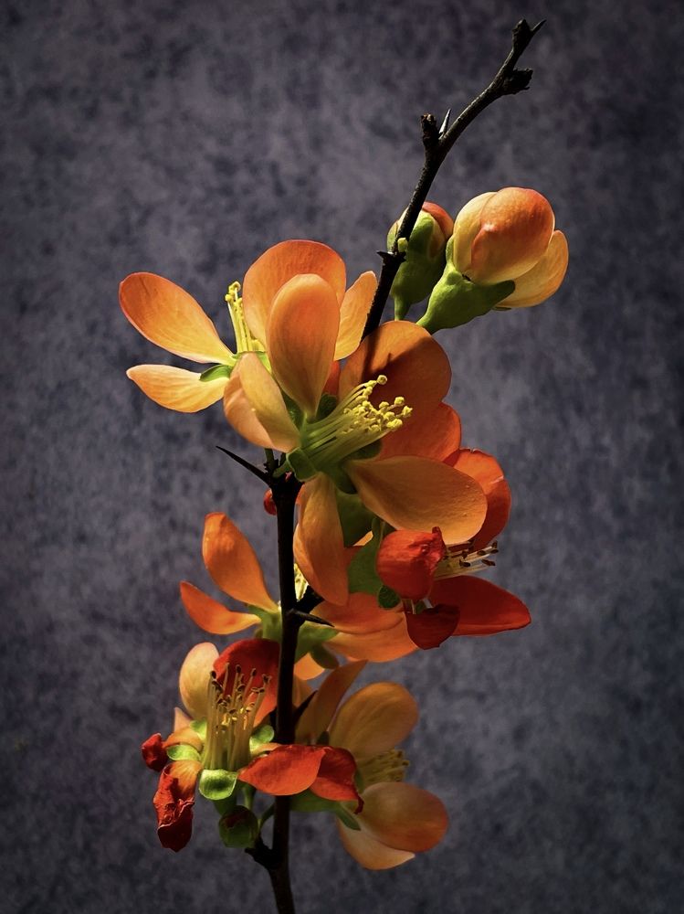 Фотография автора Рамзия Хисамутдинова