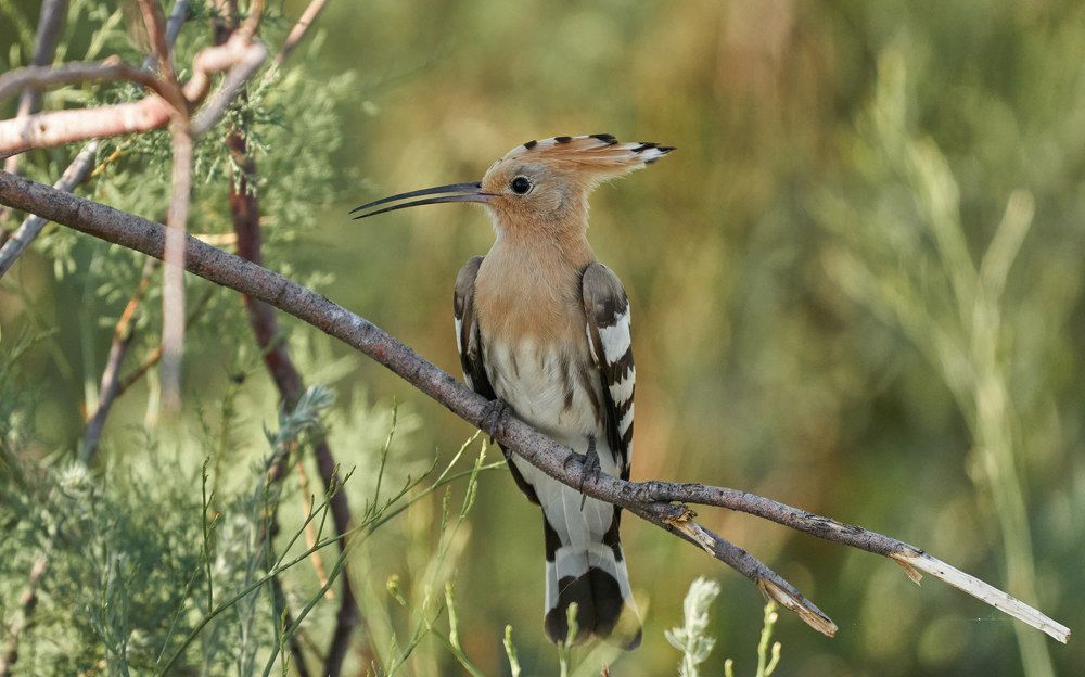 Photograph by Victor Krachkovsky