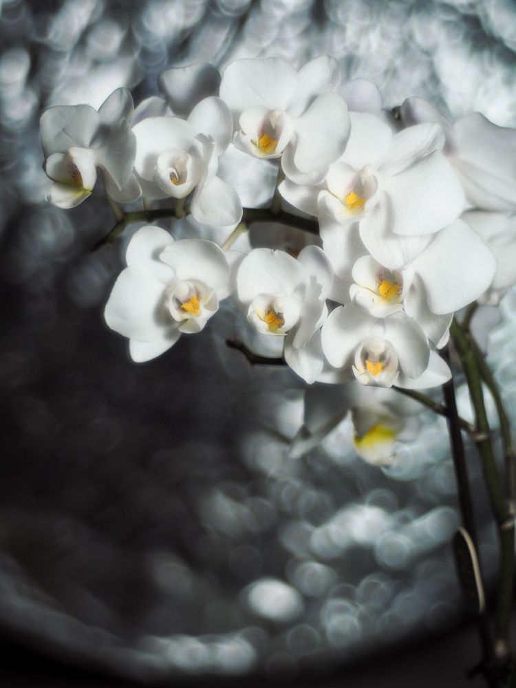 Photograph by Светлана Шибаршина