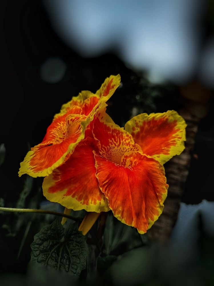 Photograph by Ankit Bhattacherjee