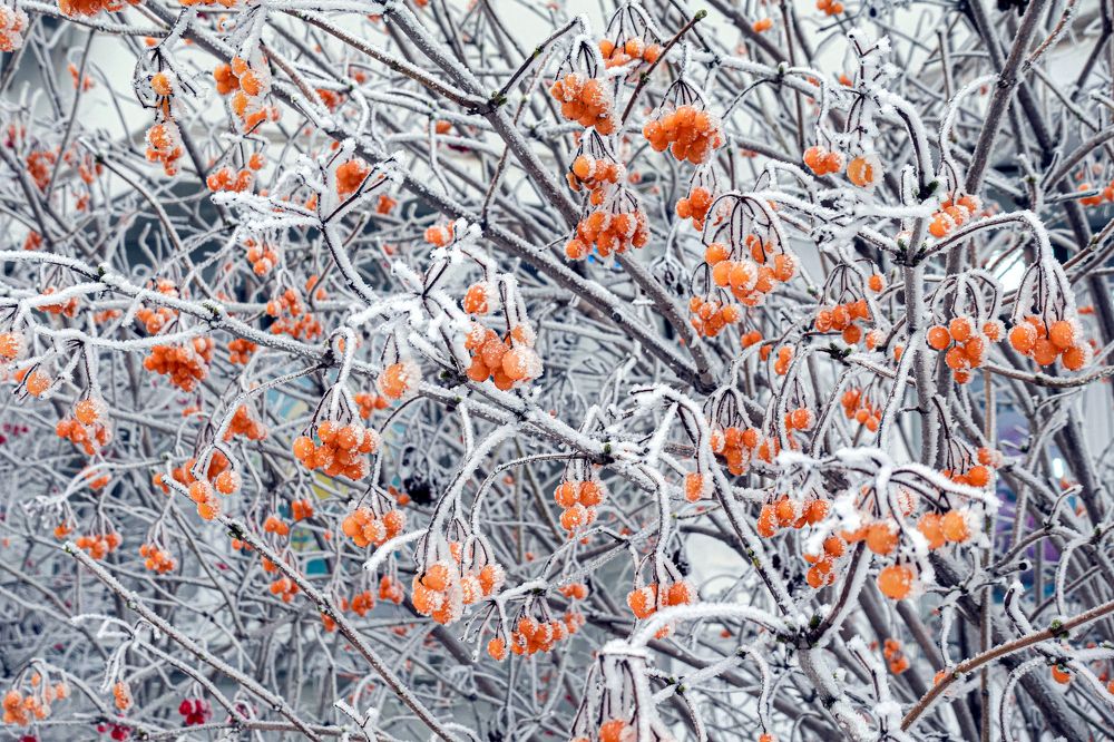 Фотография автора Ольга Лихтарь