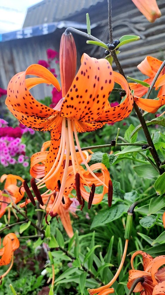 Photograph by Николай Худяков